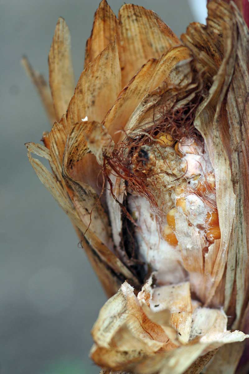 Fuzarioza kolb – objawy porażenia na kukurydzy