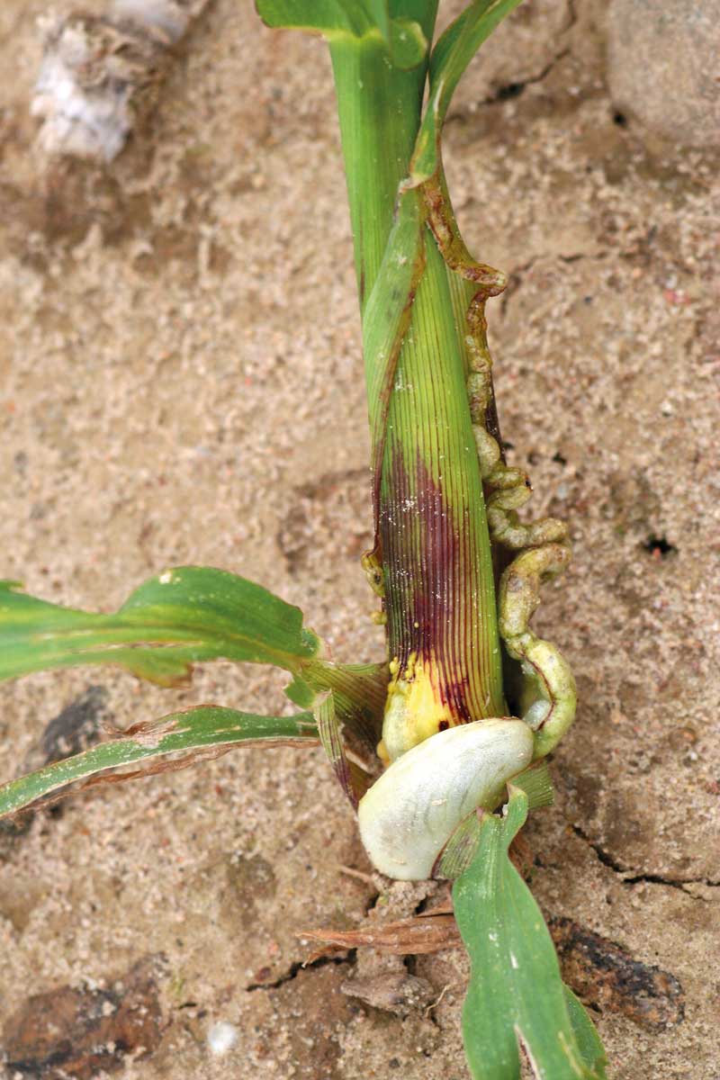 Głownia kukurydzy – objawy pierwotne na młodych roślinach kukurydzy.