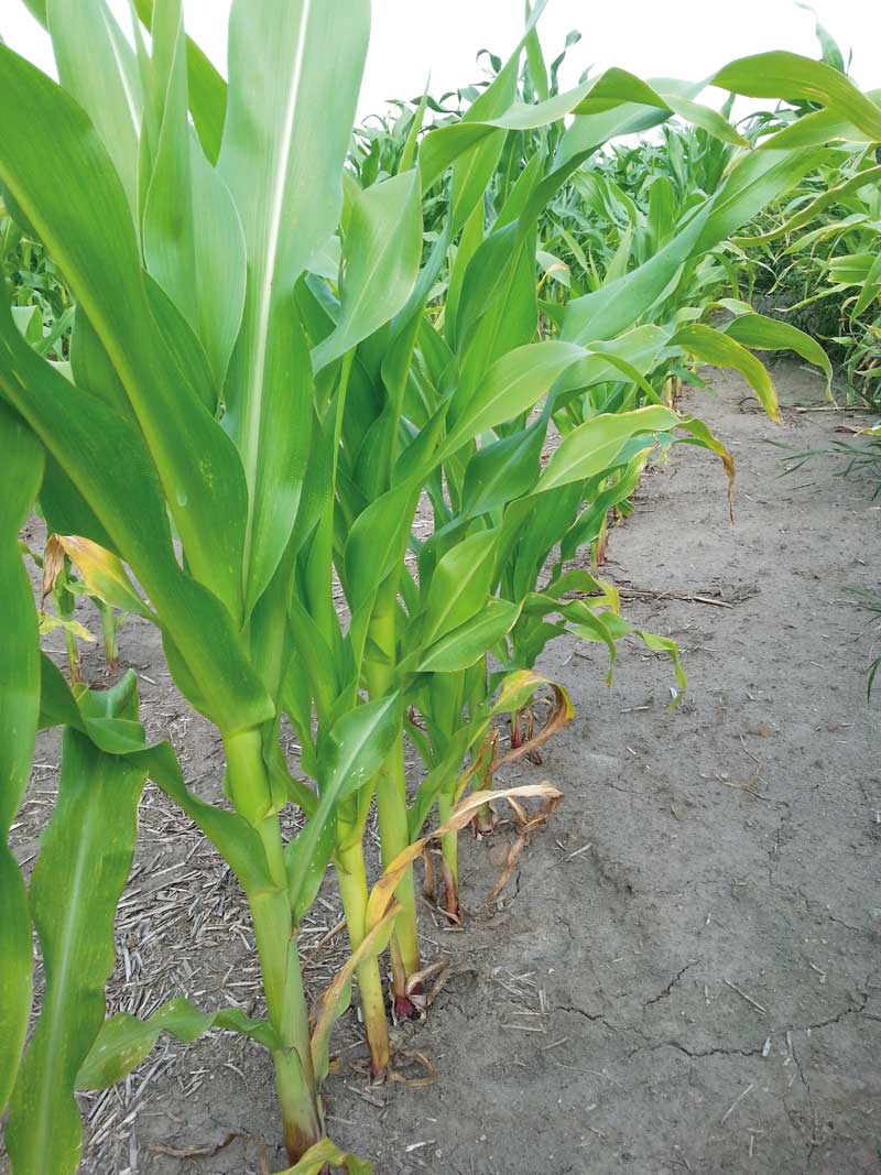 Łan kukurydzy bez nawożenia cynkiem