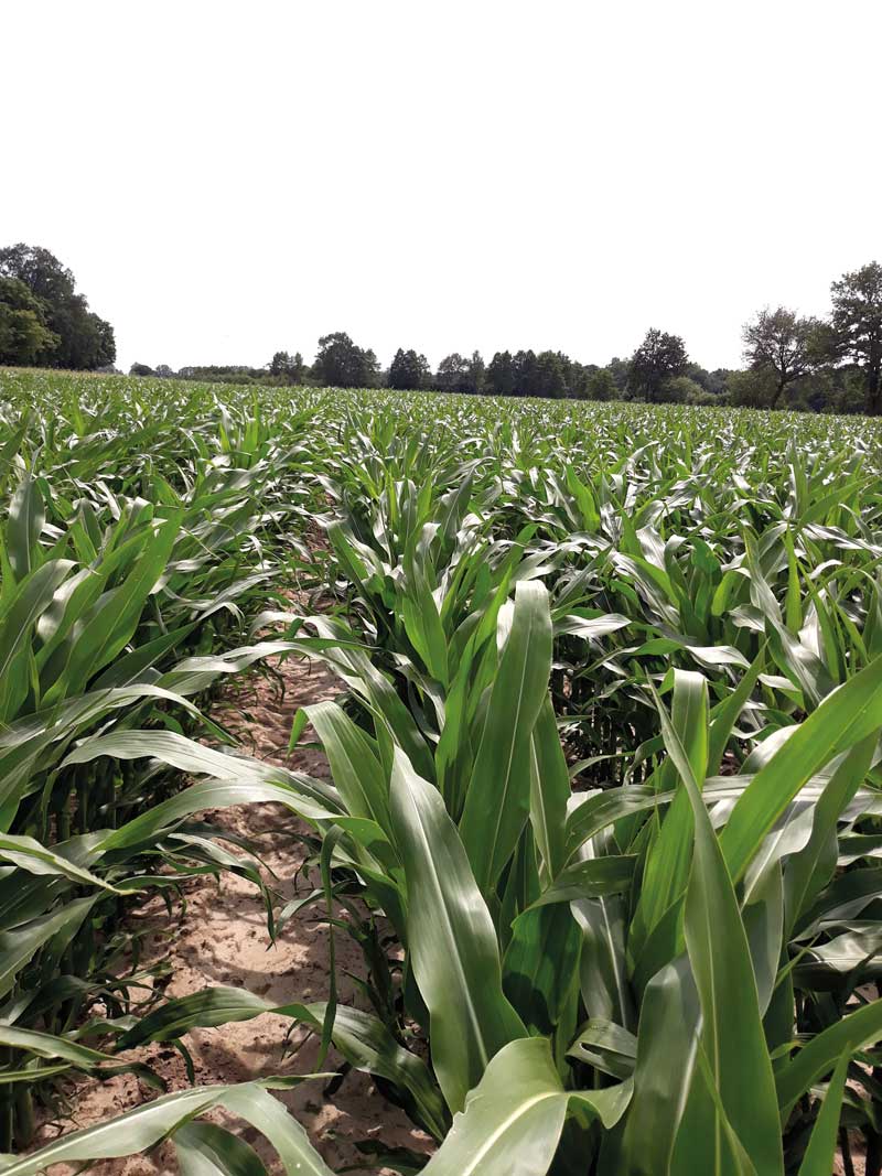 Plantacja kukurydzy po zastosowaniu chelatu cynku