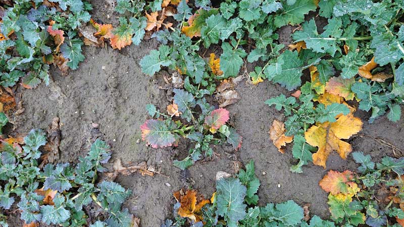 Skrajnie słaba plantacja, z licznymi objawami niedoborów składników.