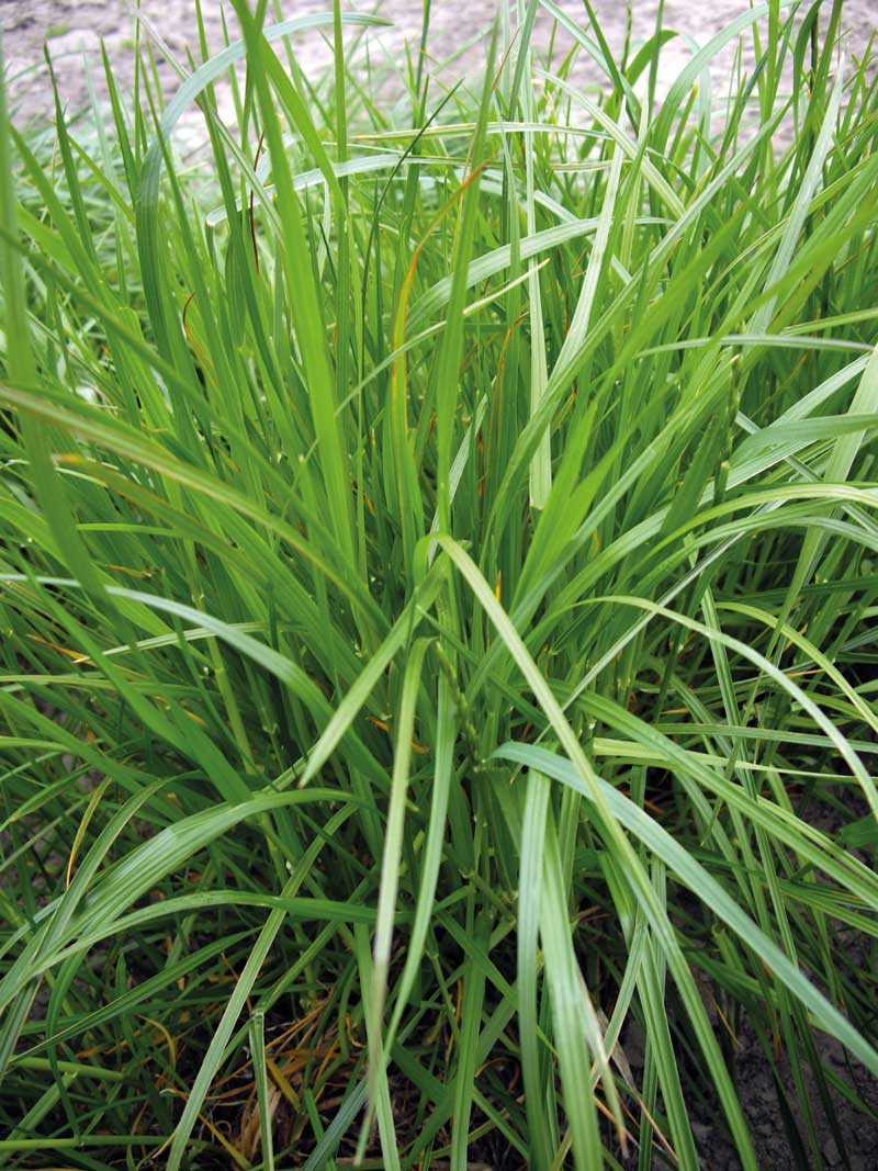 Wyspecjalizowana do mieszanek łąkowych odmiana życicy trwałej Jaran wymaga odpowiednio dużej dawki azotu po zebraniu pierwszego pokosu