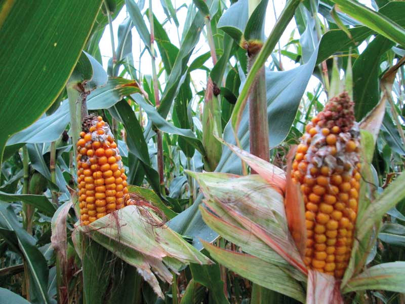 Kolby kukurydzy z początkami pleśnienia