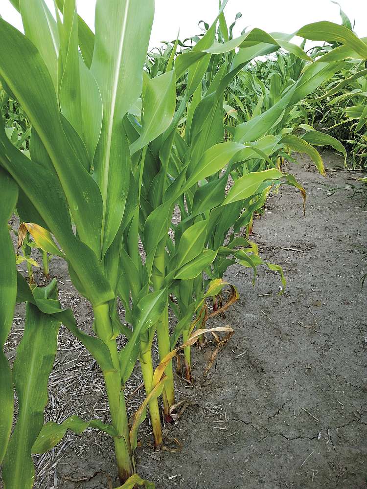 Deficyt cynku w kukurydzy