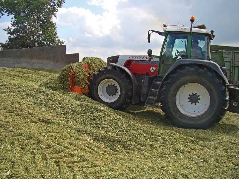 Wpychanie sieczki z kukurydzy do silosu ogranicza zanieczyszczenie jej przez glebę oblepiającą koła środków transportowych