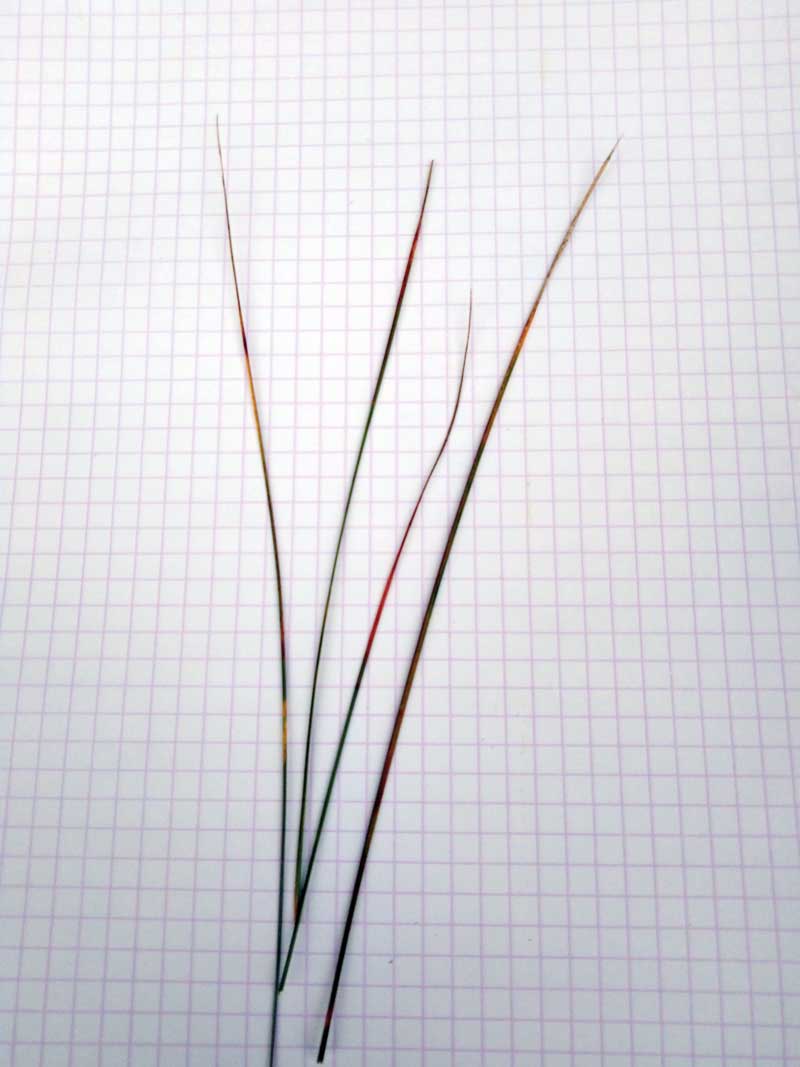 Trawy mające płytszy system korzeniowy