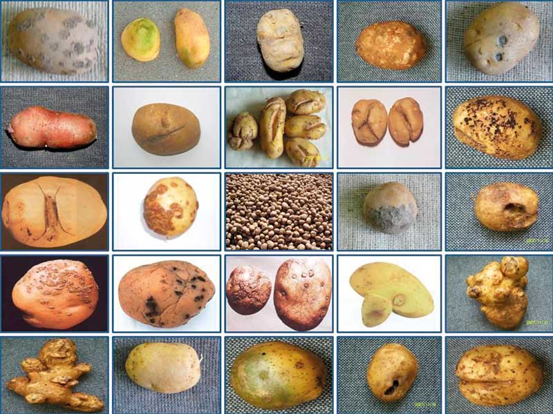 Wady bulw obniżające plon handlowy ziemniaków