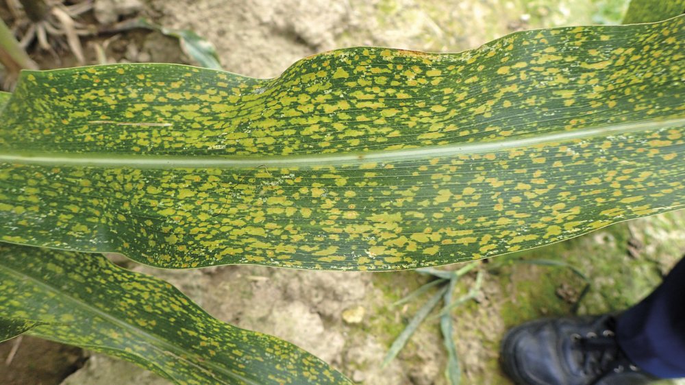 Zagrożenie drobną plamistością liści kukurydzy występuje w lata chłodne i deszczowe.